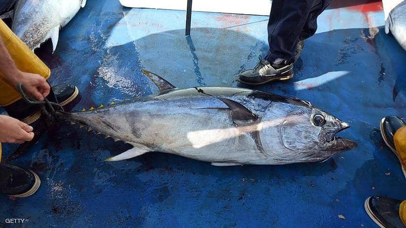 طنجة.. فتح بحث قضائي في شحنة كوكايين داخل حاوية سمك