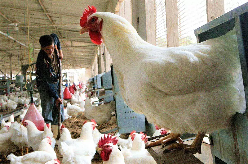 حوالي 80% من الدواجن تمر عبر “رياشات ” لا تخضع للمراقبة الصحية!