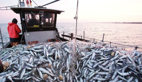 ميناء طنجة .. تراجع مفرغات الصيد البحري بنسبة 29 بالمائة حتى متم غشت الماضي