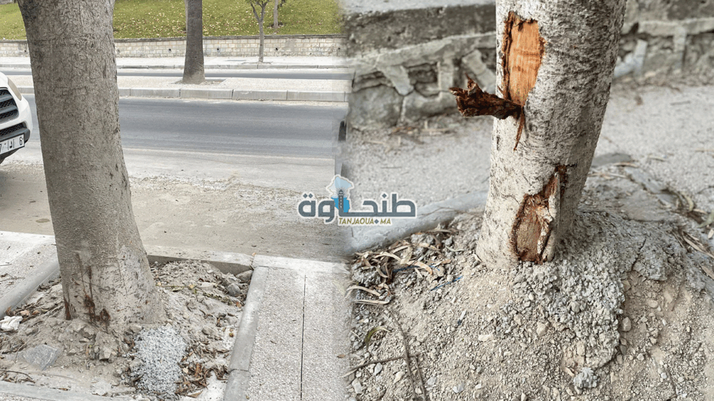 بعد وضع الإسمنت عليها.. الأشجار تحتضر بطنجة