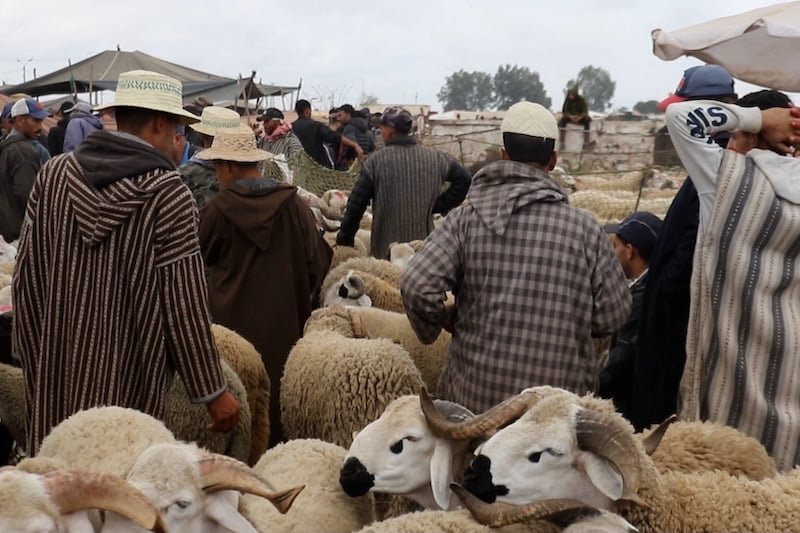 وفرة مرتقبة في أضاحي العيد.. العرض يفوق الطلب بـ3 ملايين رأس