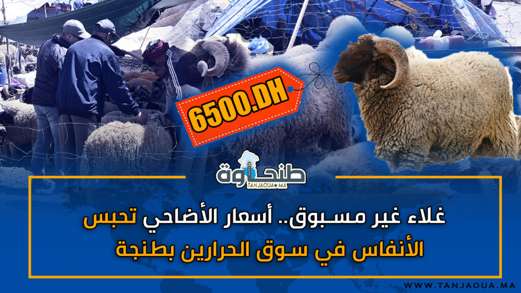 غلاء غير مسبوق.. أسعار الأضاحي تحبس الأنفاس في سوق الحرارين بطنجة