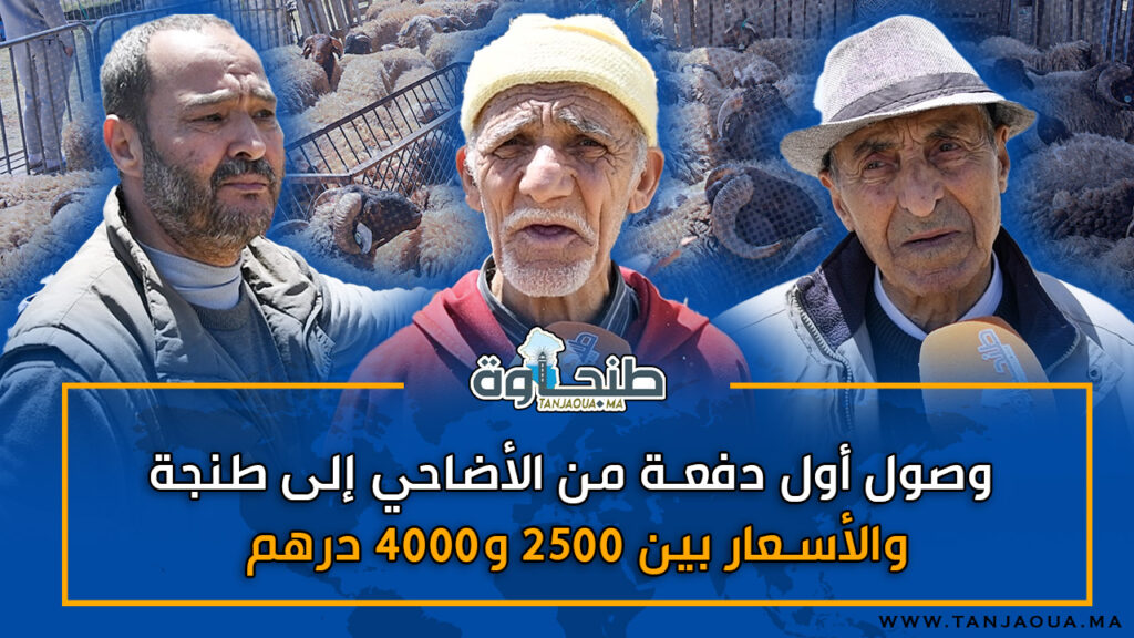 وصول أول دفعة من الأضاحي إلى طنجة.. والأسعار بين 2500 و4000 درهم