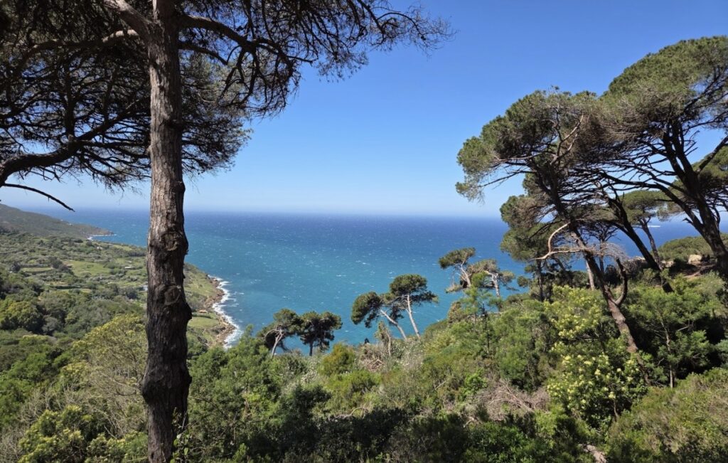 شبح حرائق الصيف يضع غابات طنجة تحت الحراسة المشددة