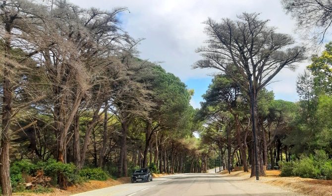 غابة مديونة بطنجة.. متنفس طبيعي يتحول إلى نقطة سوداء بسبب السرعة والاستعراض