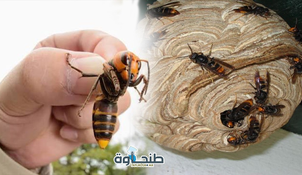 انتشار الدبور الشرقي يثير مخاوف مربي النحل بتطوان وطنجة